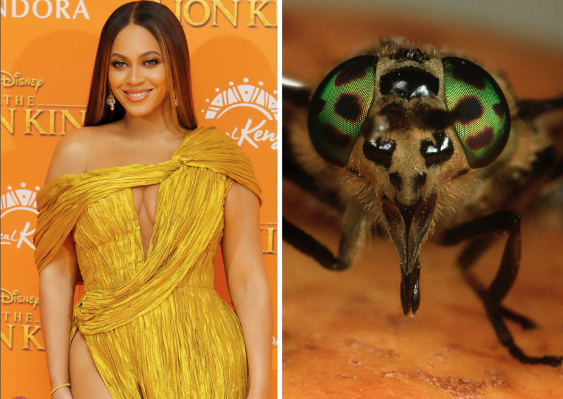 Beyonce-X-Bremse.png Beyonce-X-Bremse.png