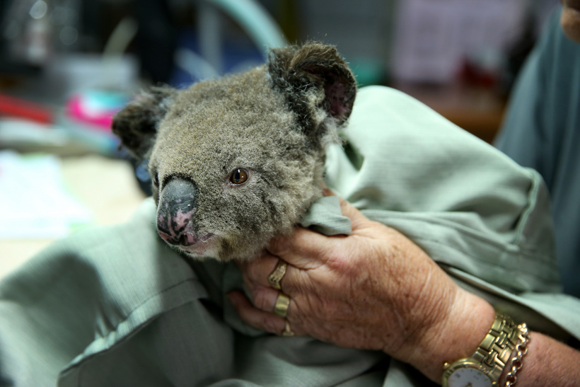 Geretteter Koala Australien Buschbrand Geretteter Koala Australien Buschbrand
