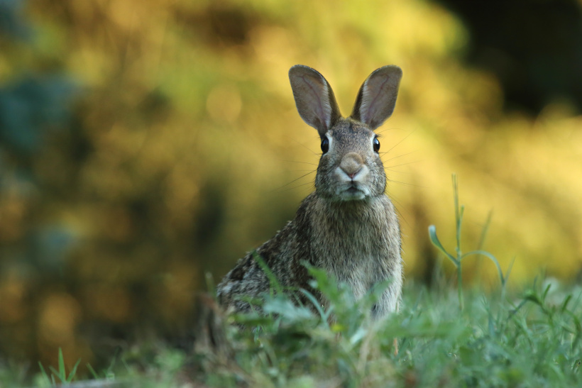 Lange Löffel und süßes Gesicht: so kennt man Hasen Lange Löffel und süßes Gesicht: so kennt man Hasen