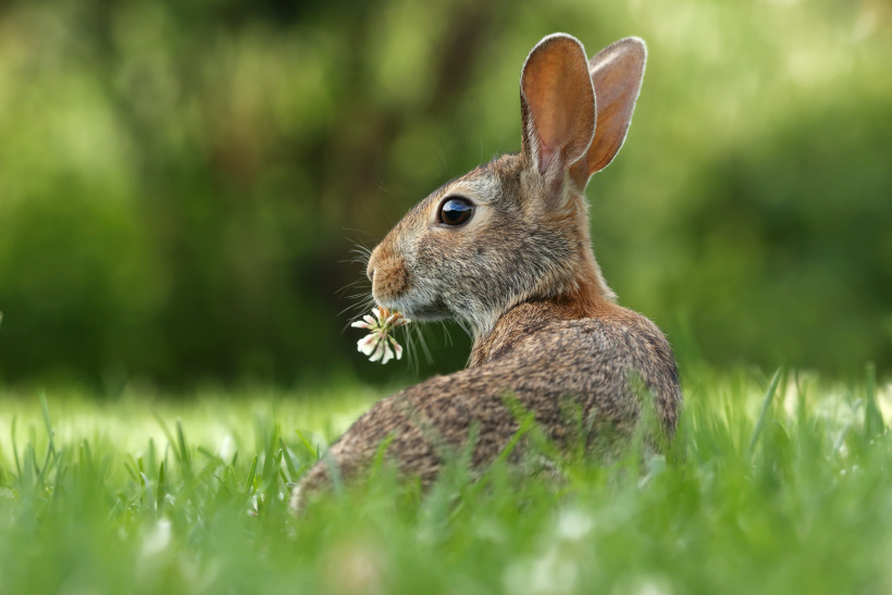 Warum bringt der Hase die Eier? Warum bringt der Hase die Eier?