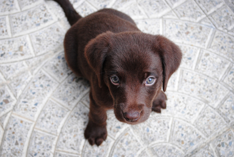Ein brauner Labrador-Welpe: Zuckersüß und ein Corona-Überträger? Ein brauner Labrador-Welpe: Zuckersüß und ein Corona-Überträger?