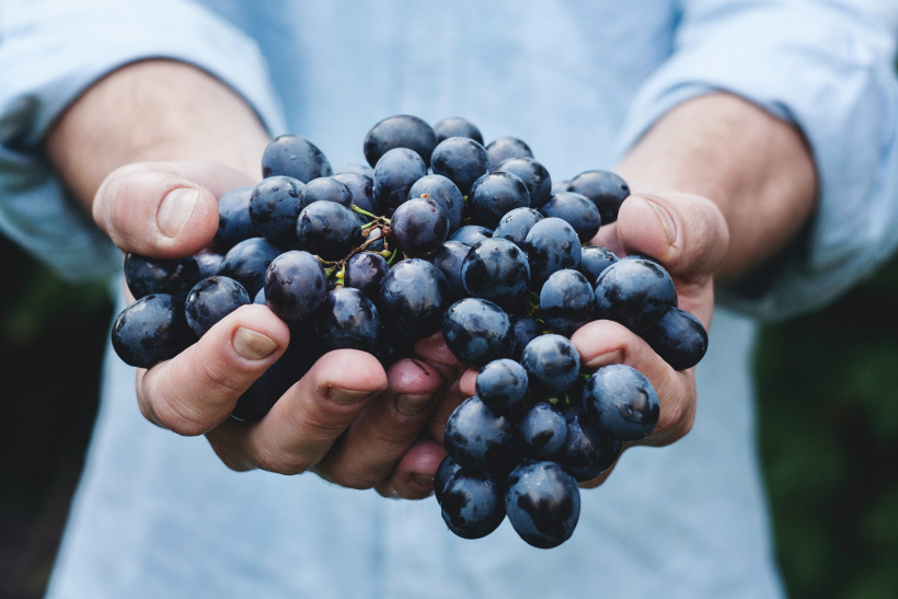 In Deutschland gibt es etliche Weinbaugebiete In Deutschland gibt es etliche Weinbaugebiete