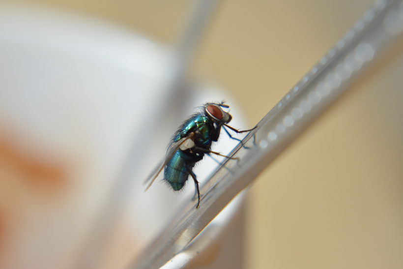 Fliege auf Strohhalm Fliege auf Strohhalm