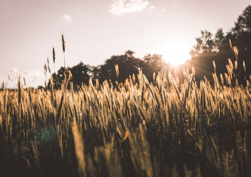 Feld mit Sonnenuntergang Feld mit Sonnenuntergang
