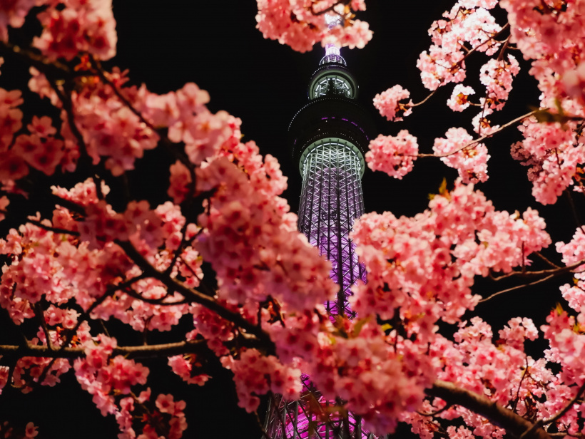 Von Ende März bis Anfang Mai steht in Japan alles im Zeichen der Kirschblüte Von Ende März bis Anfang Mai steht in Japan alles im Zeichen der Kirschblüte